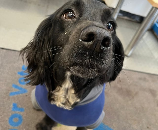 Tails from South Moor by vet Freya Lawrence | Nip and Tuck